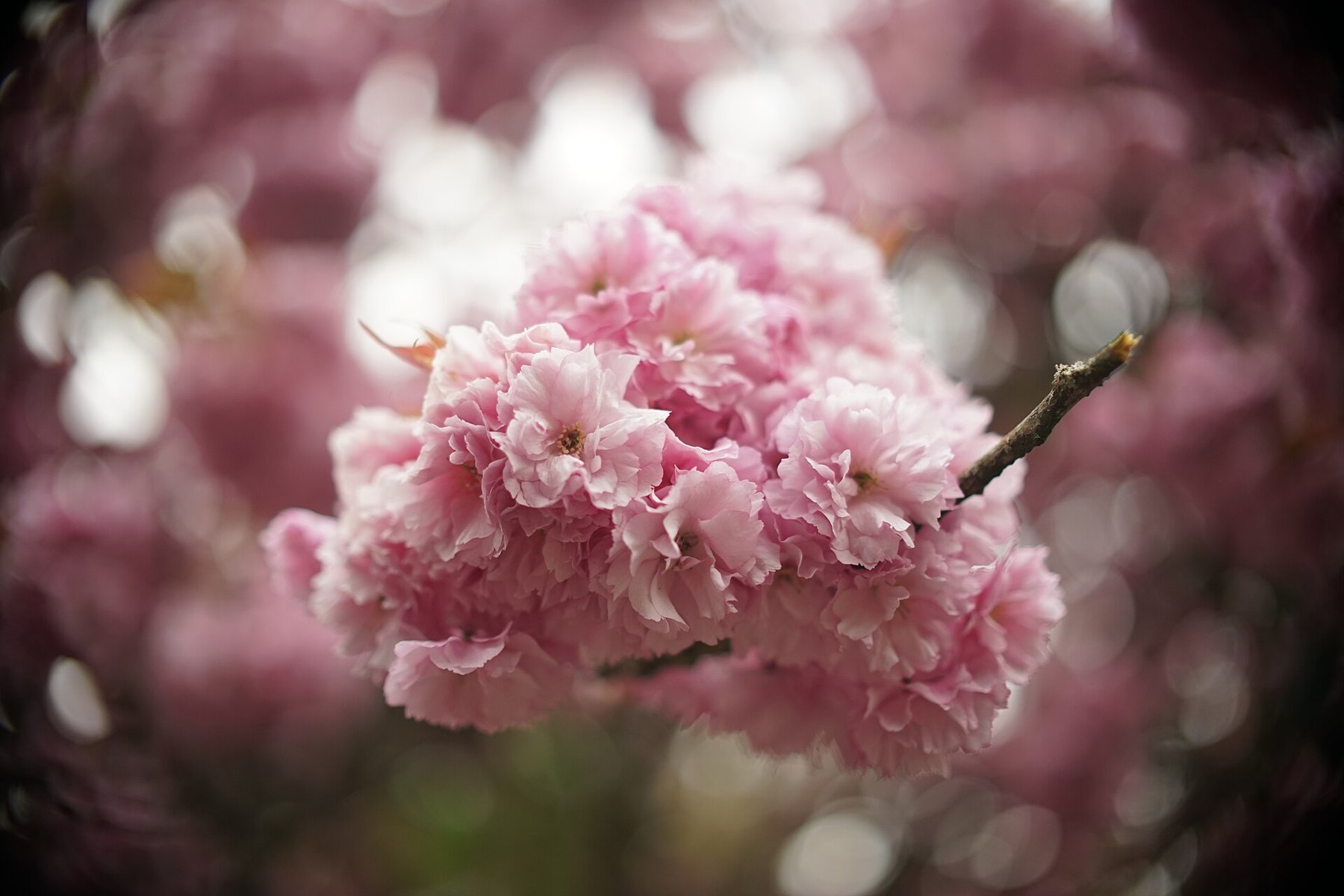 Cherry blossoms against an out-of-focus background.