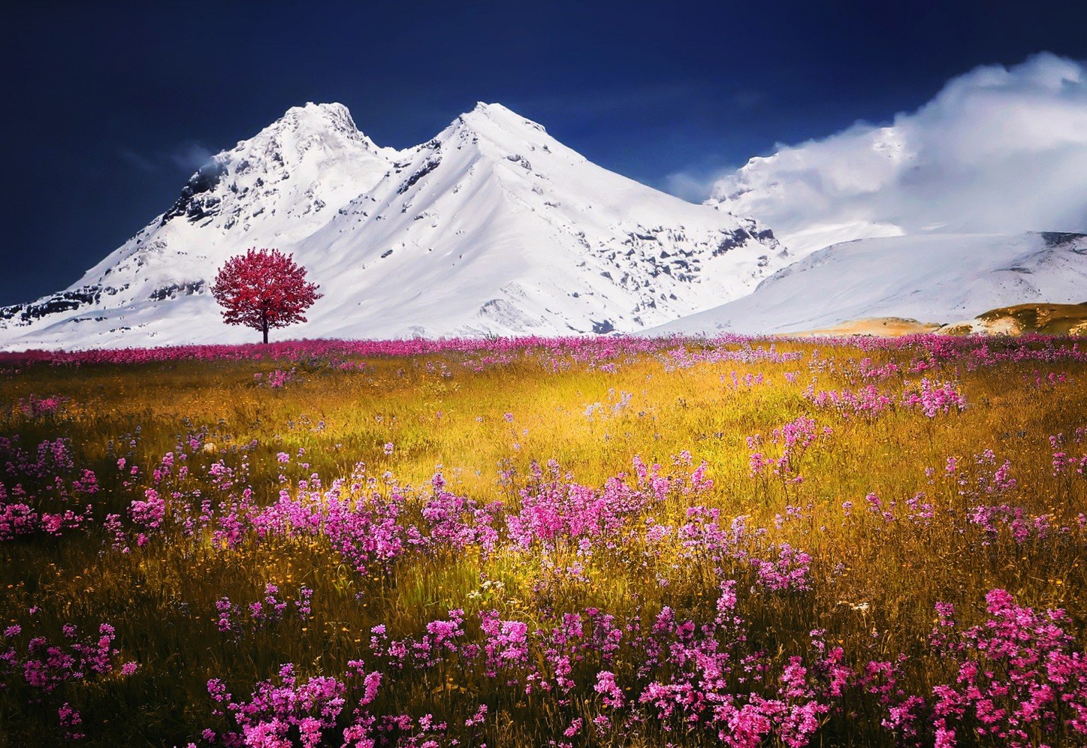 Pink meadow flowers in front of mountains.
