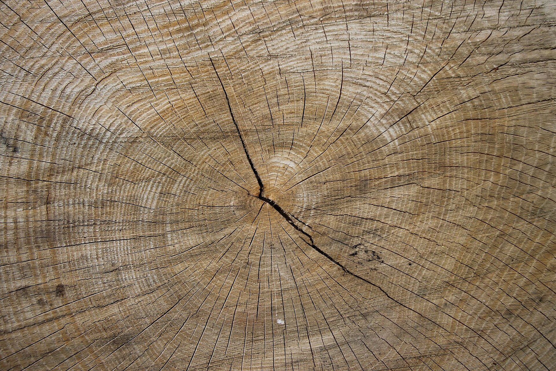 Close-up of a wooden surface showing its grain.