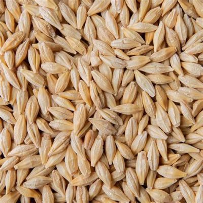  Barley: A Grain Powerhouse for Malt and Animal Feed Production?