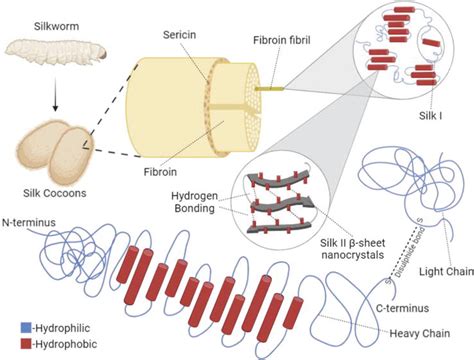  Silk Fibroin: Desvendando o Potencial em Engenharia Tissular e Revestimentos Biocompatíveis!